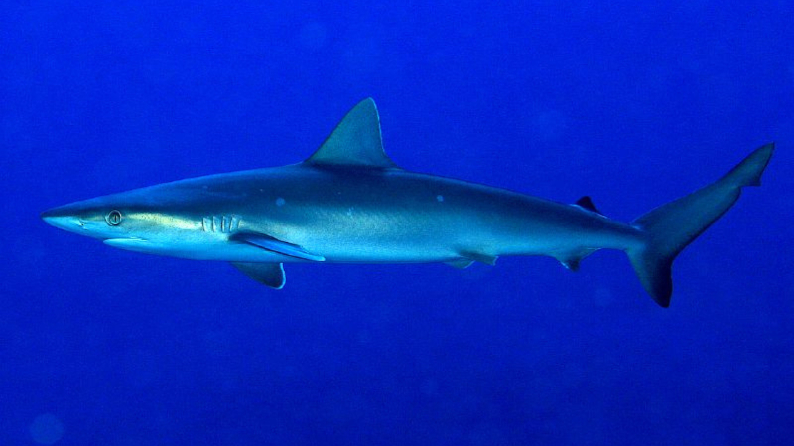 Living Atlantic sharpnose shark swimming in blue water