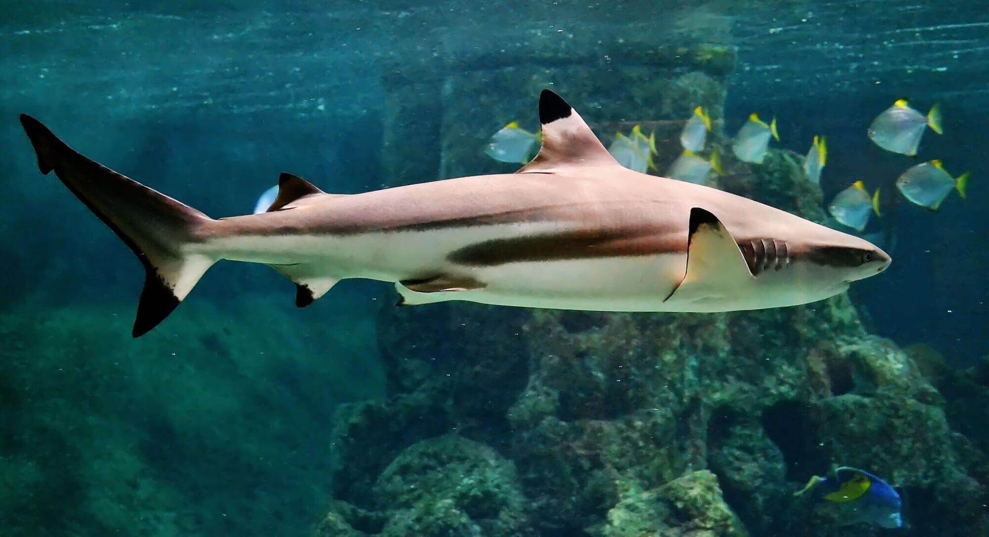 Blacktip shark in clear water with its black-tipped fins visible