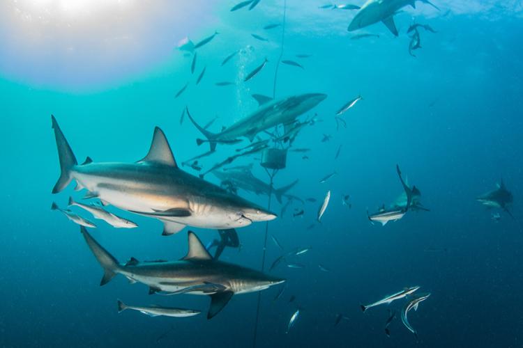 A school of blacktip sharks swimming underwater