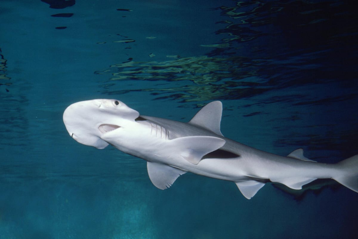 Bonnethead shark swimming in clear blue water