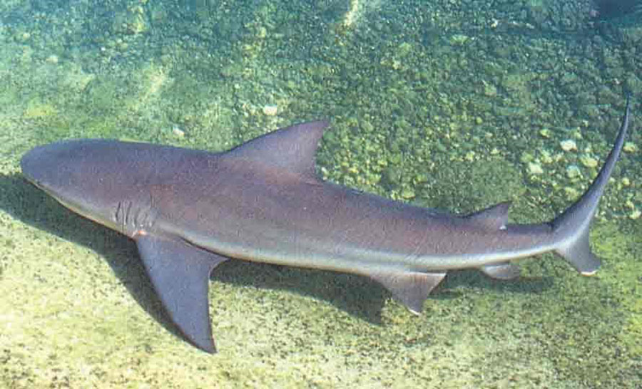 Bull shark swimming over the seafloor