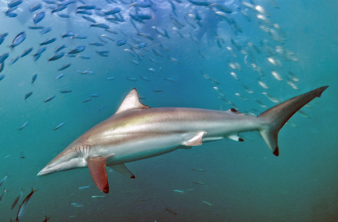 Spinner shark swimming in light blue water